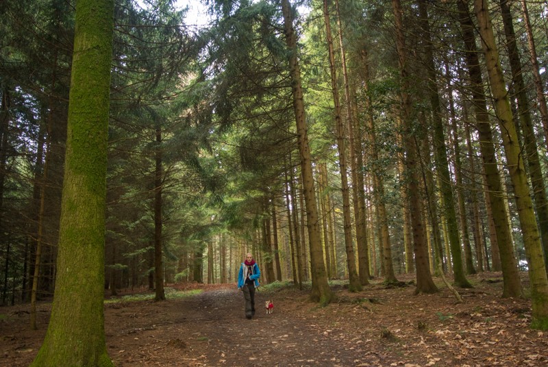 La paisible forêt de Galgeberg. 
Photo: Vera In-Albon 