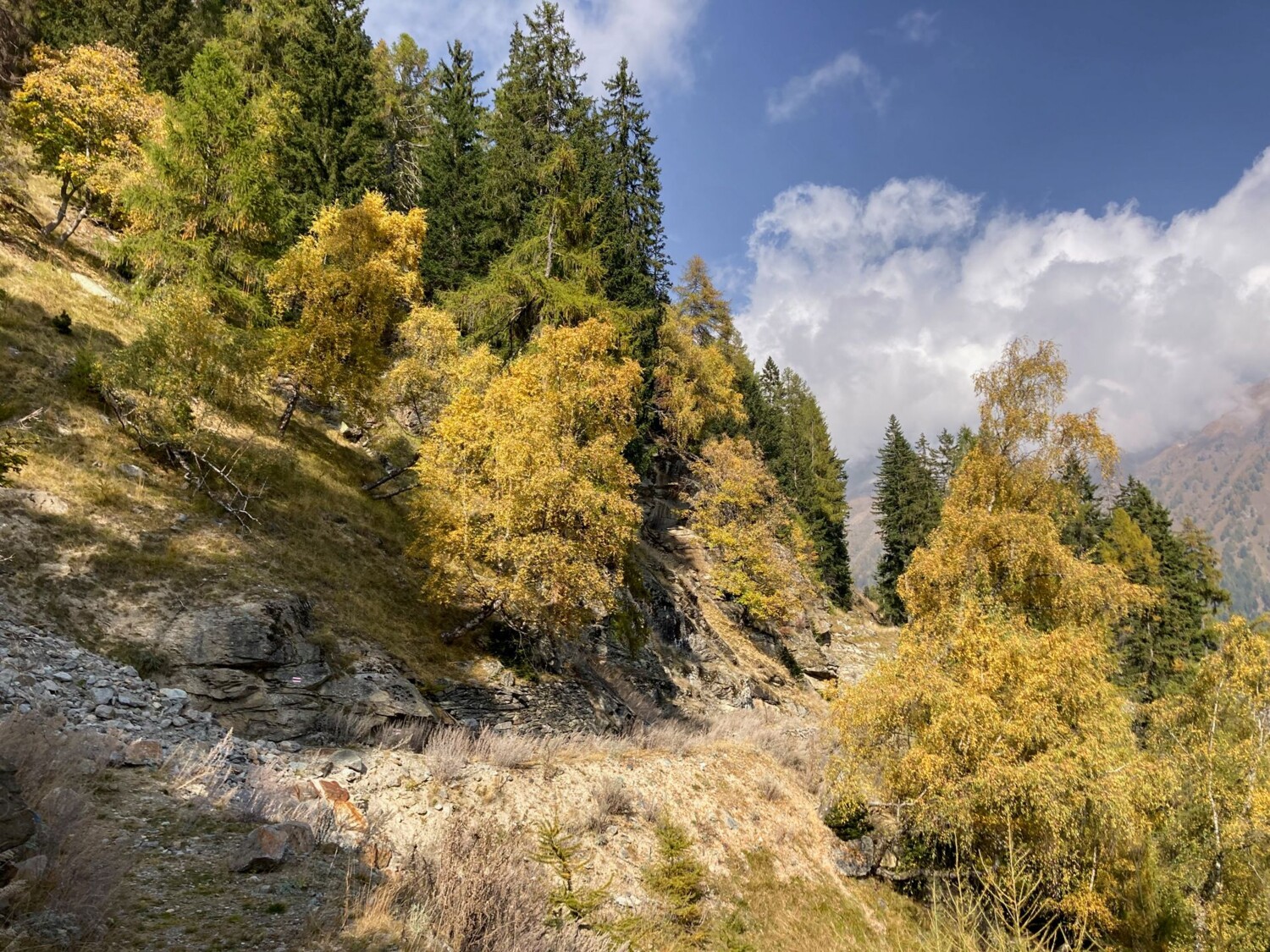 Une forêt de conifères dense alterne avec des bosquets de bouleaux clairsemés.