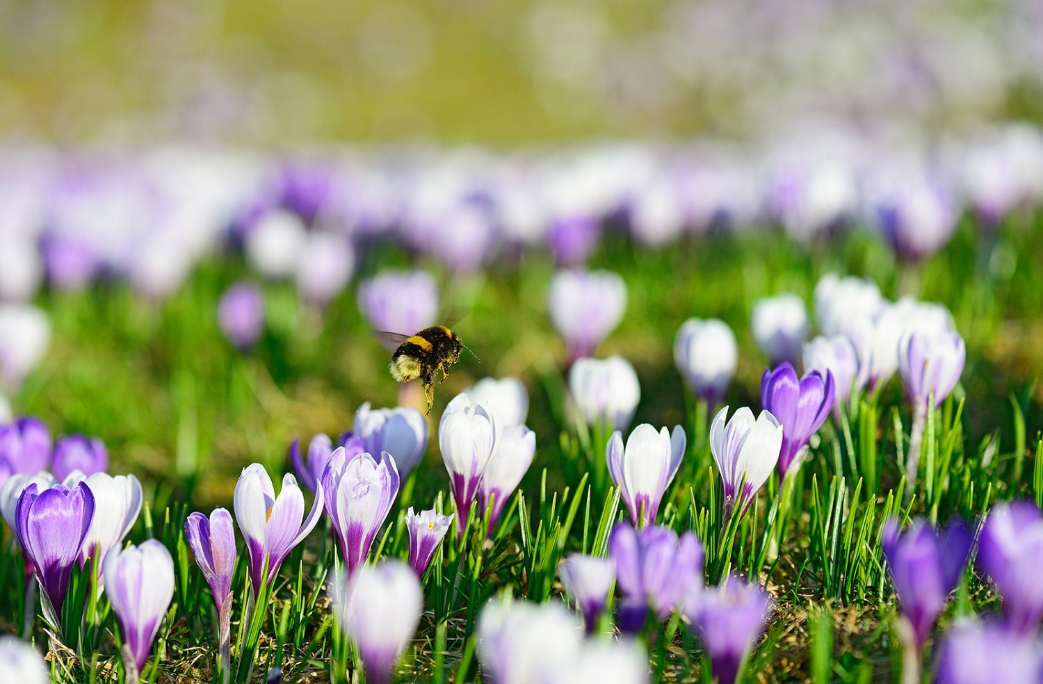 Wildbienen, z.B. Hummeln, fliegen und bestäuben die Krokusse auch bei schlechtem Wetter und tiefen Temperaturen.