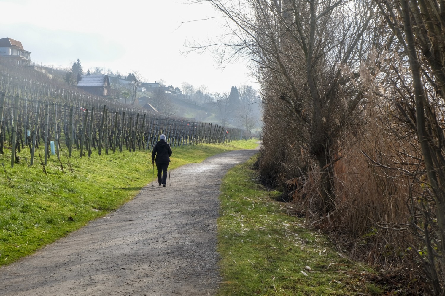 Le vignoble du bord du lac de Hallwil, dont les eaux garantissent un climat doux. Photo: Elsbeth Flüeler