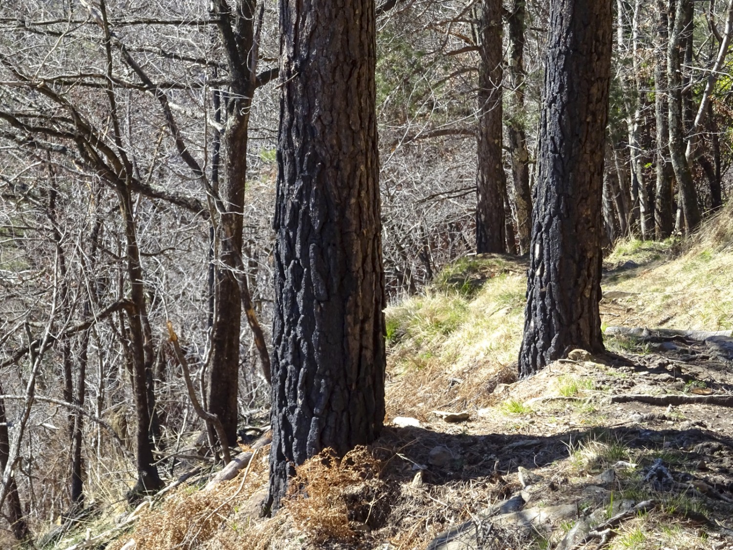 I pini silvestri sono sopravvissuti all’incendio, pur essendo stati anneriti i relativi tronchi.