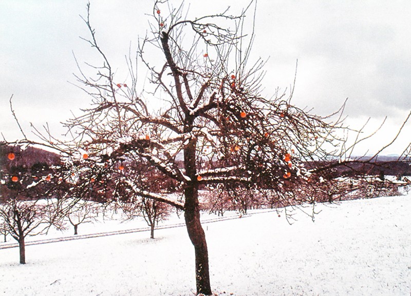 Winterstimmung auf dem Gempenplateau.
Bild: Franz Auf der Maur