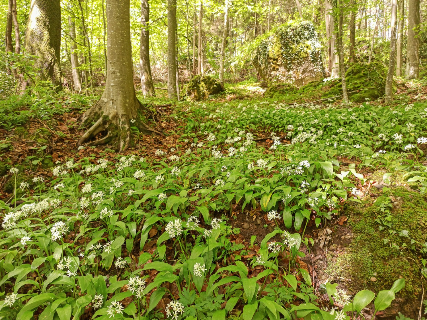 In primavera ci sono buone probabilità di camminare su una distesa di aglio orsino.