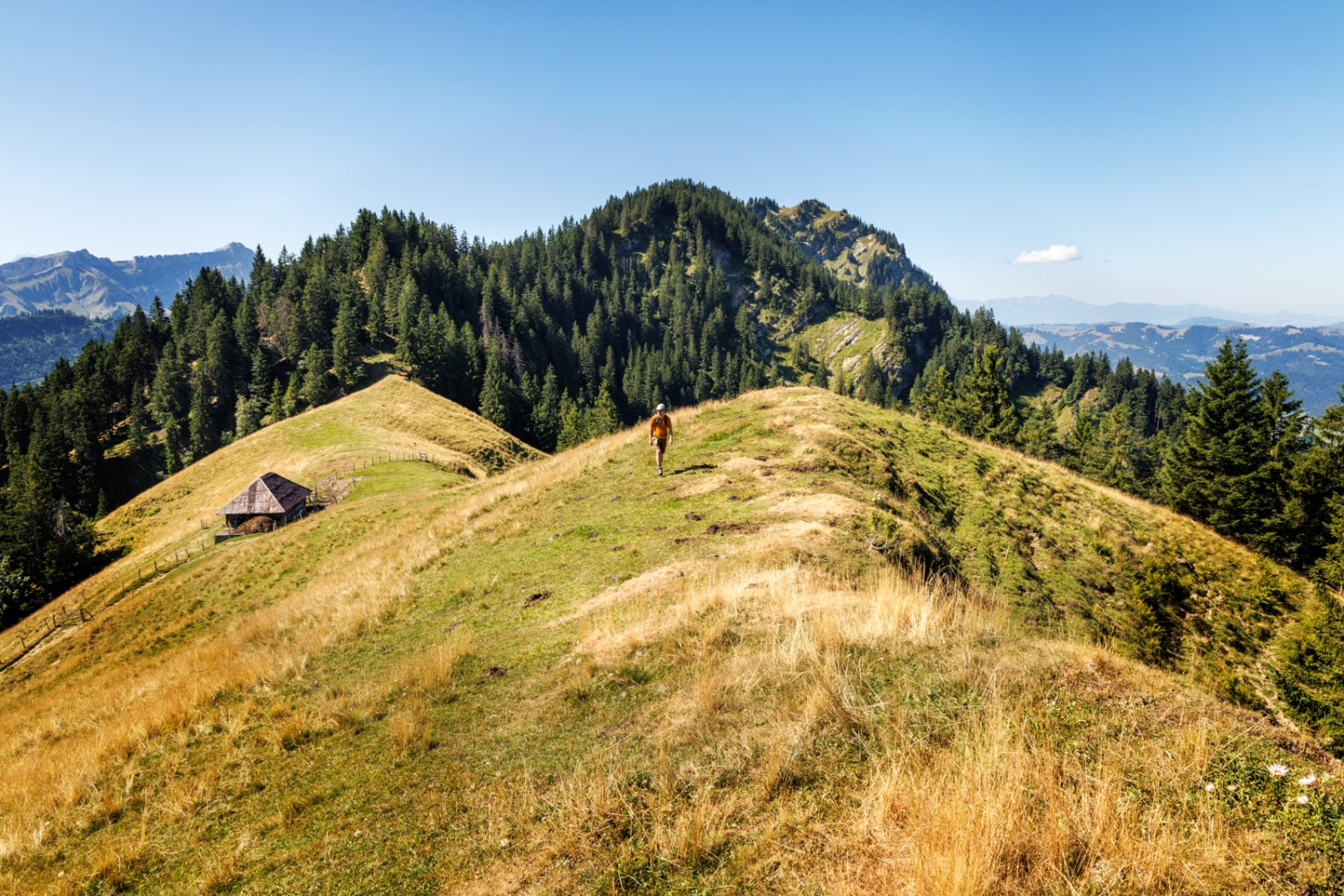 Die Alpweiden ziehen sich bis ganz hinauf auf den Grat. Bild: Severin Nowacki