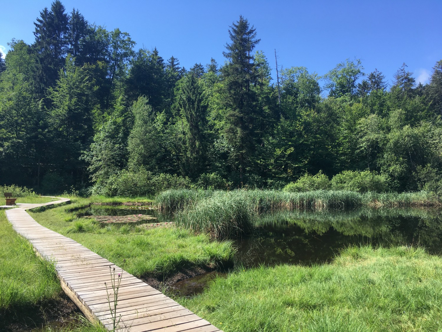 Accès direct à la nature: le nouveau ponton du haut marais, au bord du lac Gerzenseeli. Photo: Jürg Steiner