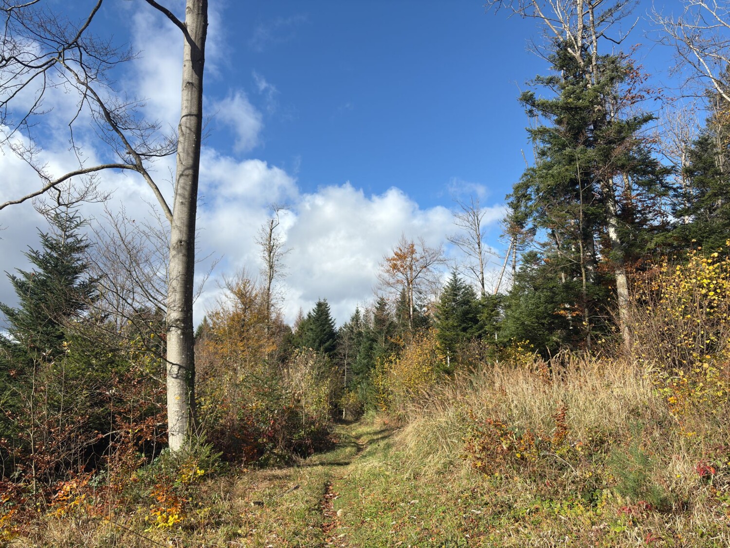Auf dem Rechtenberg taucht der Weg in einen Mischwald ein.