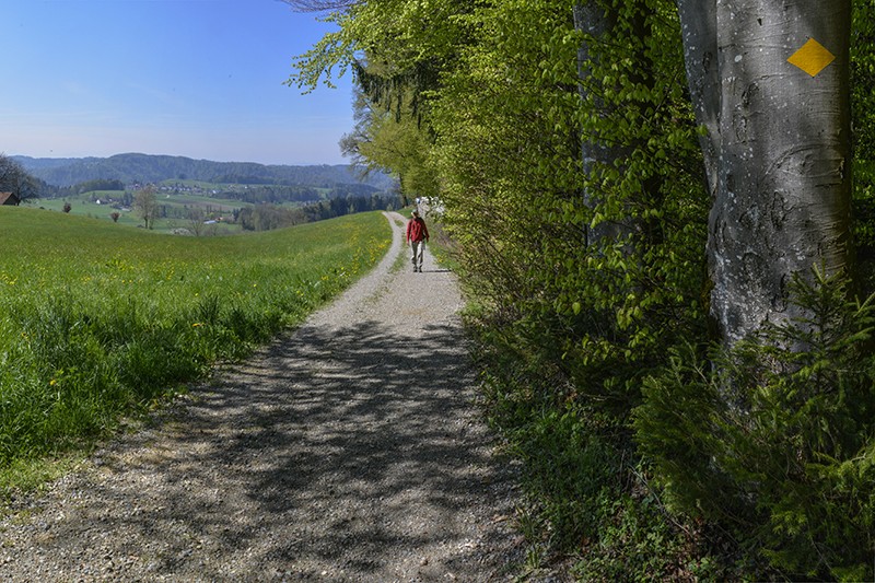 Ausgezeichneter Wanderweg: Auf dem Rundweg Winterthur wandert es sich in Stadtnähe durch die Natur. Bild: Heinz Staffelbach