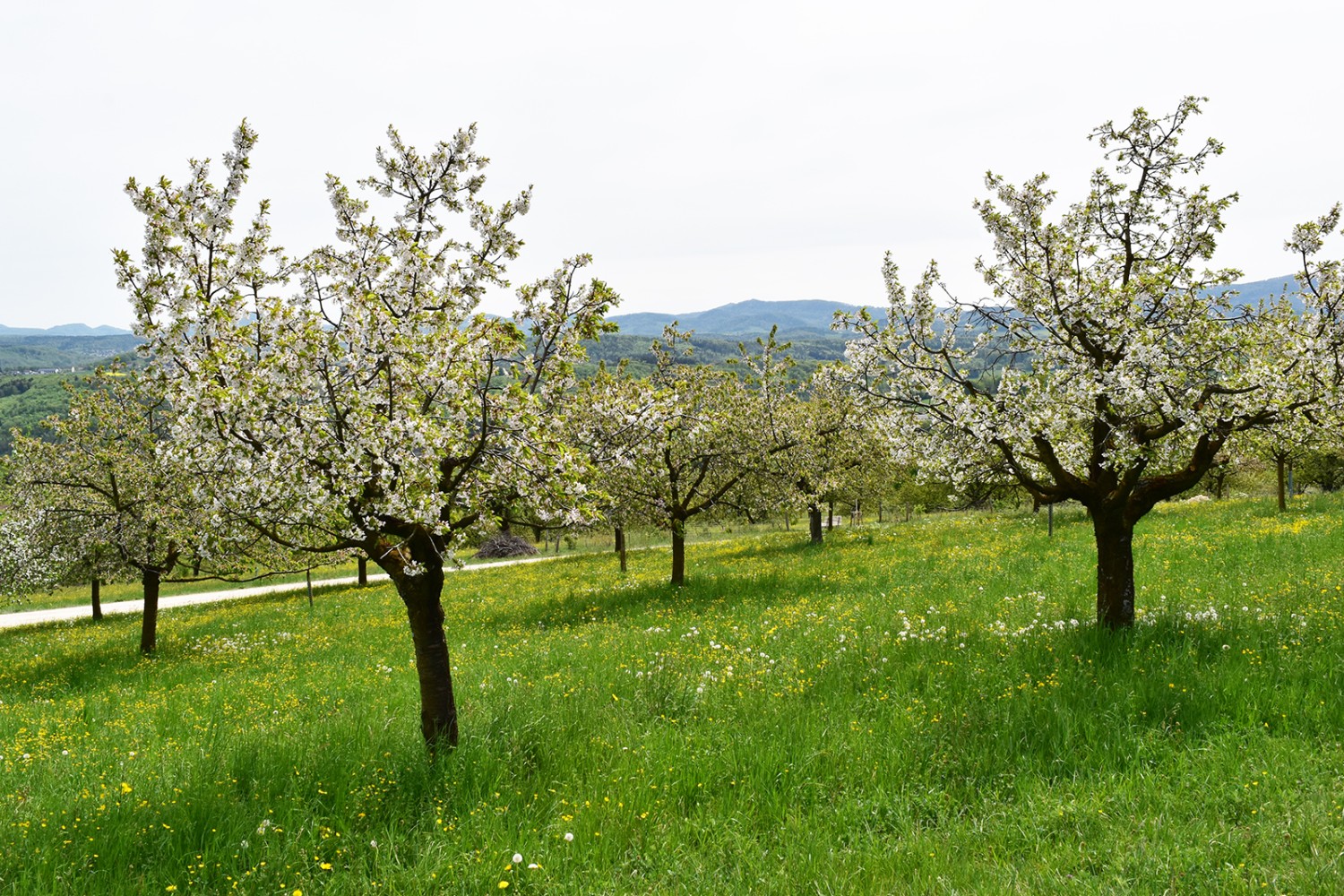 Artenreiche Wiesen und weisse Blüten oberhalb von Nuglar.