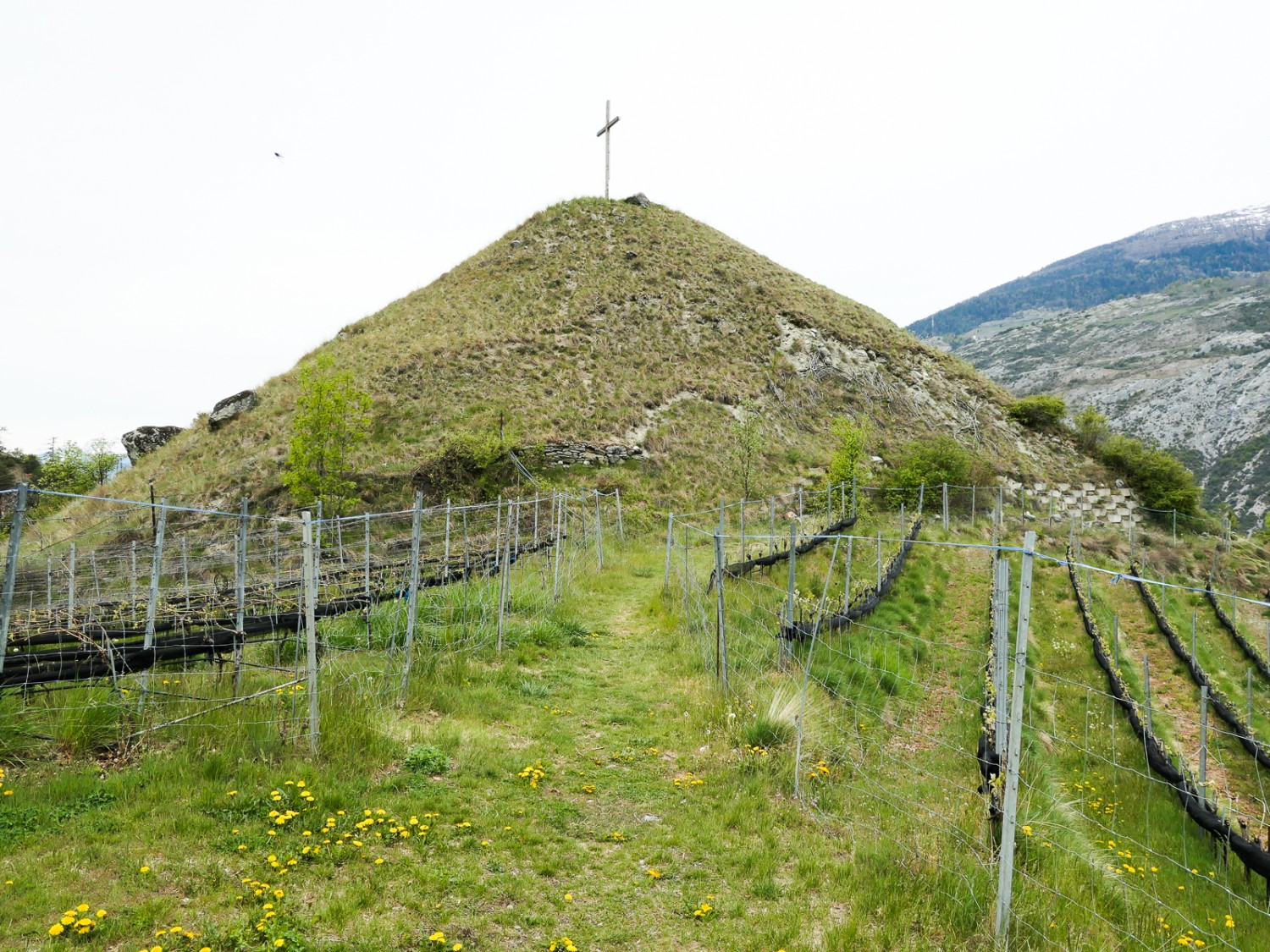 In den Weinbergen um den Chrizhubil. Bild: Ulrike Marx