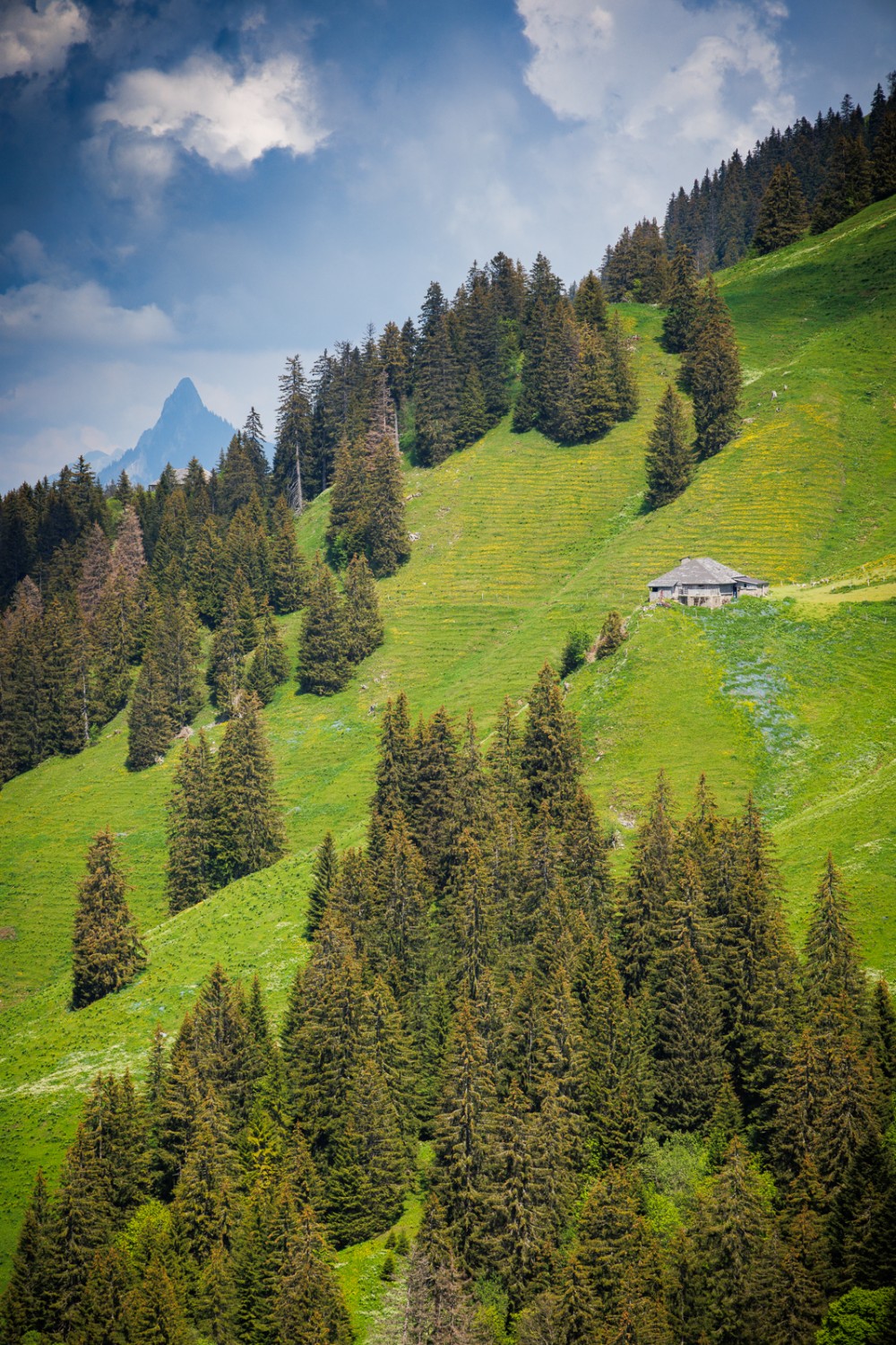 «Là-haut, sur la montagne, l’était un vieux chalet…» An einigen Stellen der Wanderung fühlt man sich ins Lied von Joseph Bovet versetzt. Bild: Severin Nowacki