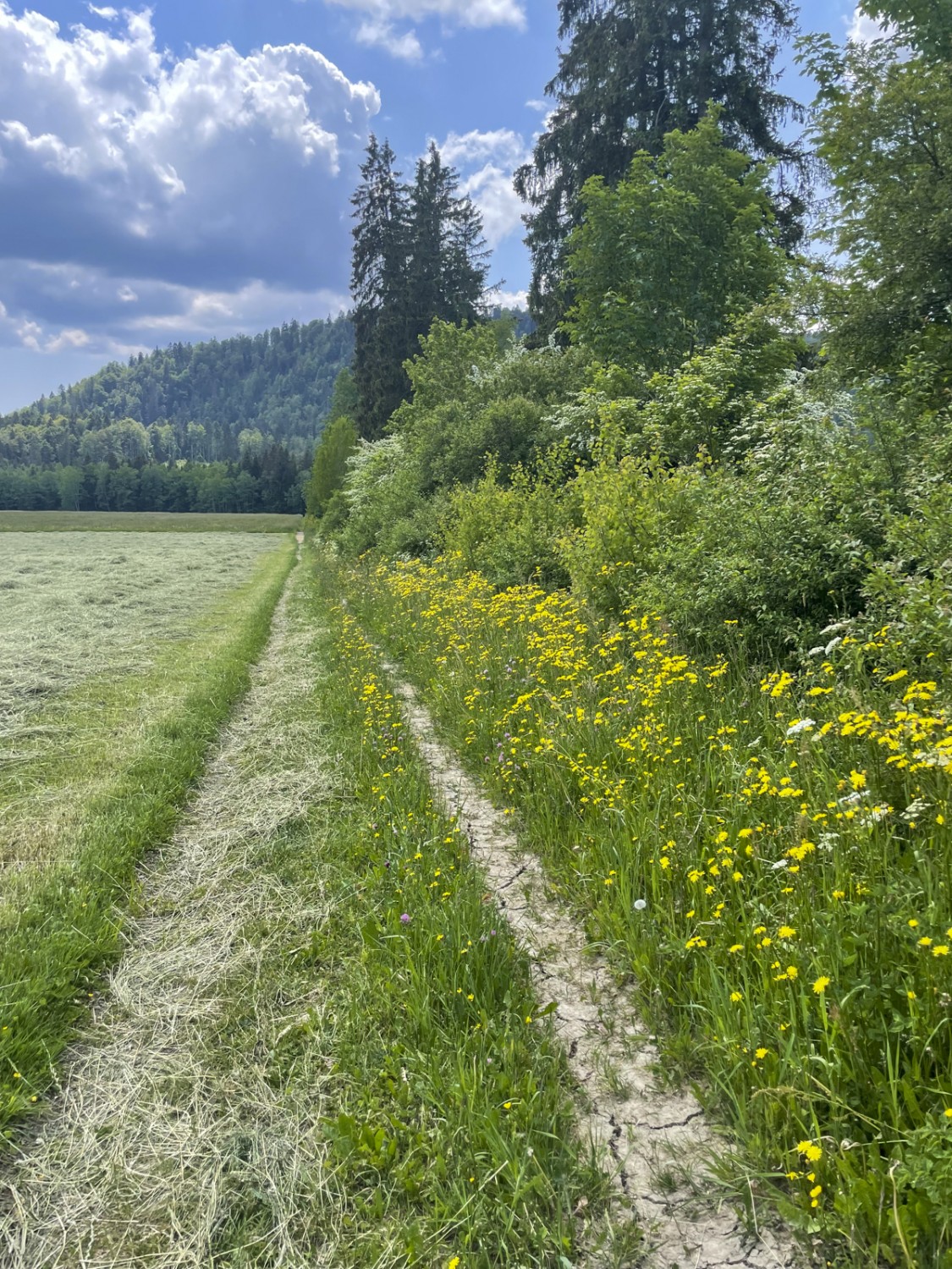 Knalliges Grün und Gelb: Im Frühling sind die Farben besonders intensiv. Bild: Lukas Frehner