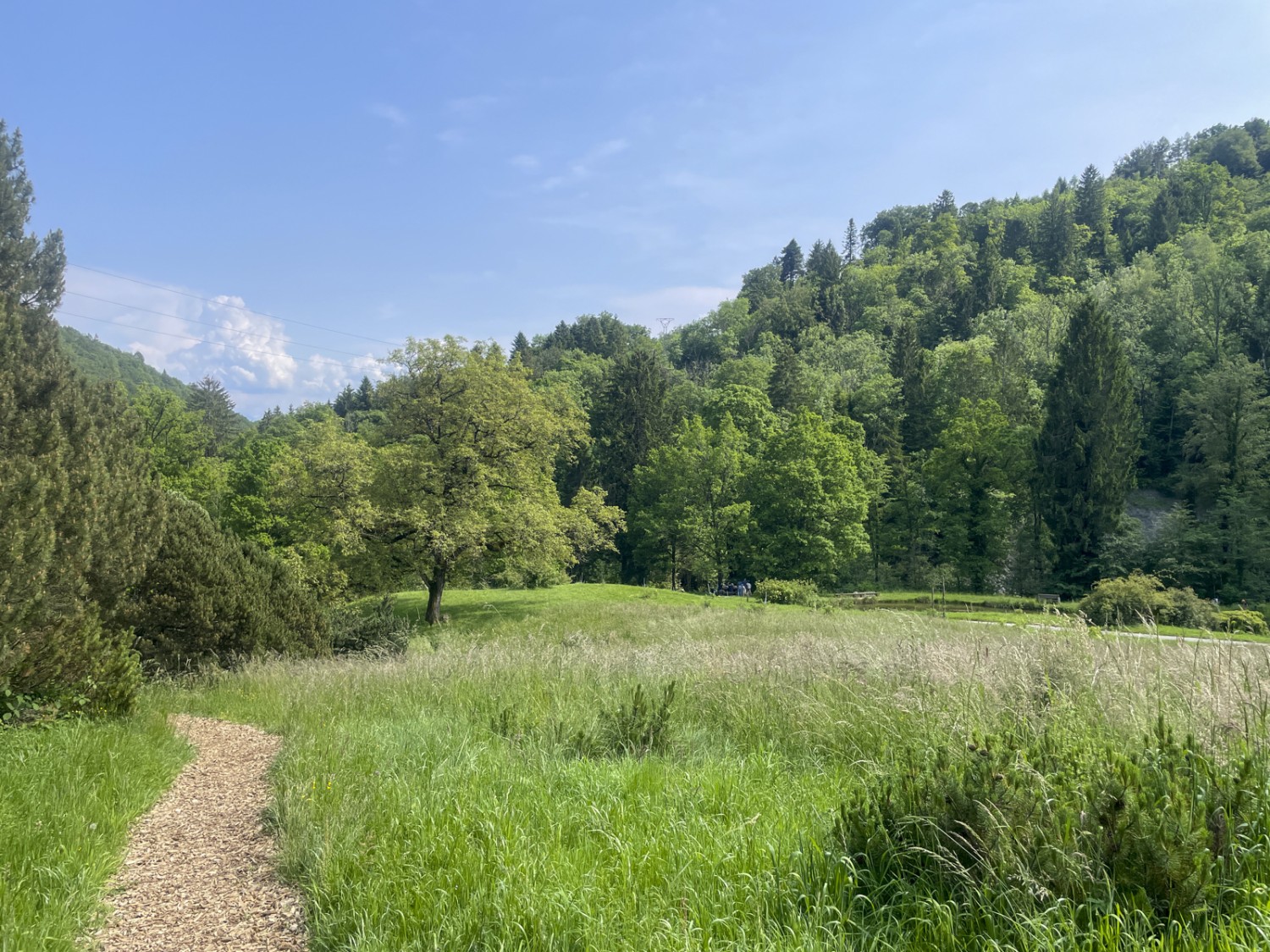 Prati, arbusti e alberi. E uno stretto sentiero. Foto: Vera In-Albon