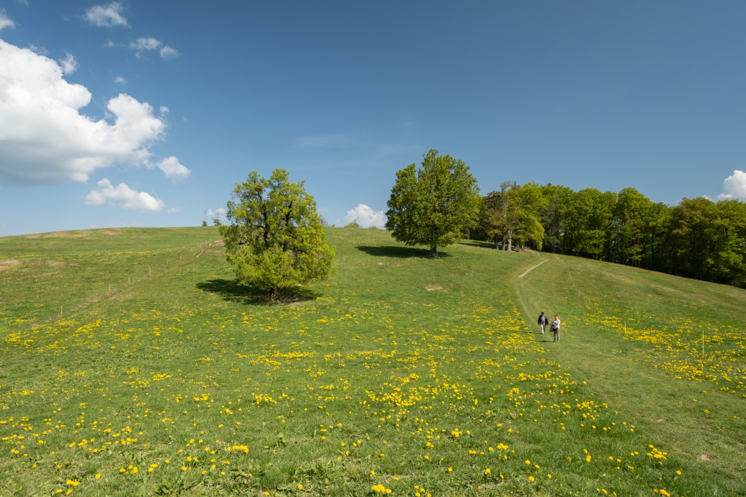 Primavera pura nella discesa dal Mont Chesau; i denti di leone in fiore colorano i prati di giallo.