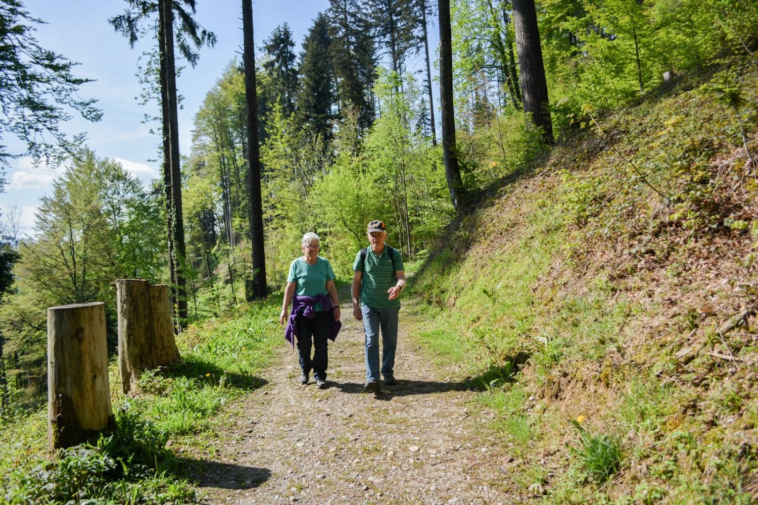 Gepflegte Waldwege führen über aussichtsreiche Höhen. 