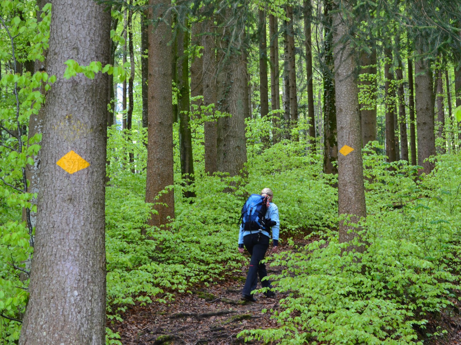 Aufstieg im frühlingsgrünen Wald. Foto: Sabine Joss
