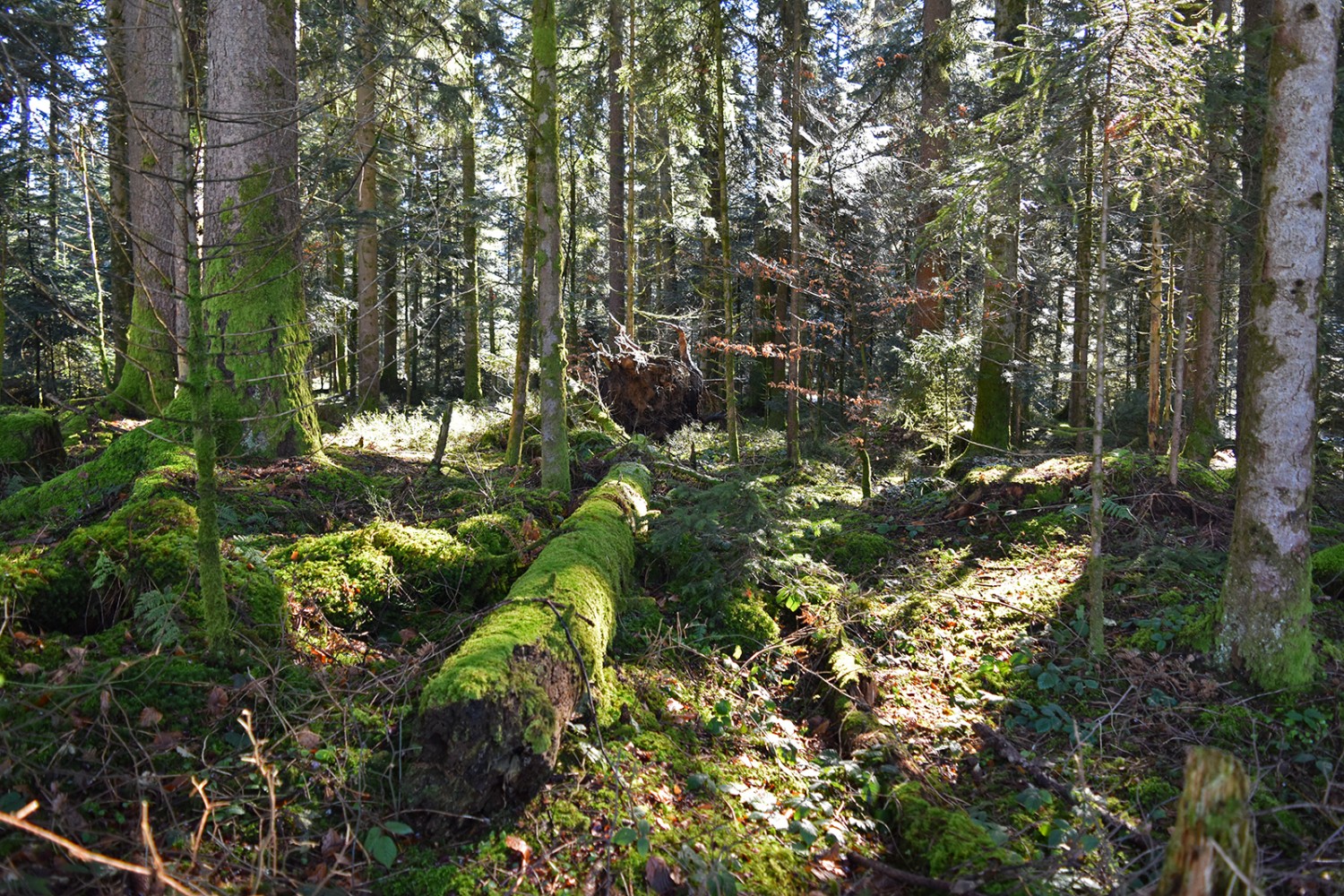Zauberwald mit moosbewachsenen Baumstämmen.