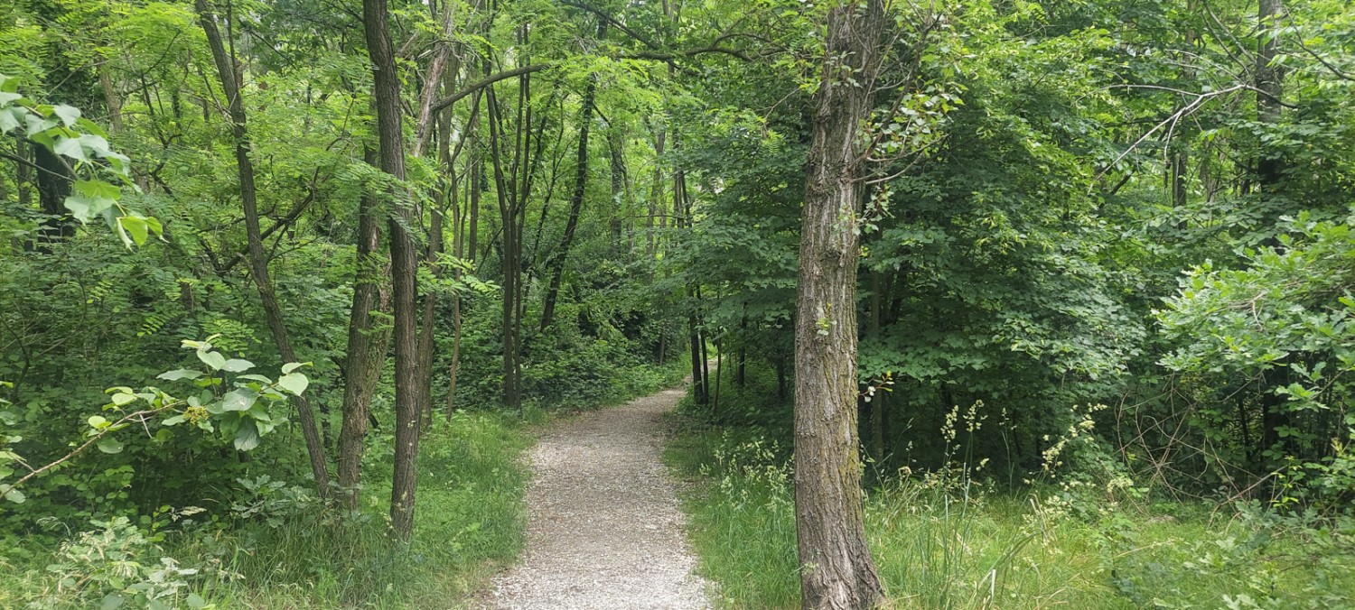 Il sentiero serpeggia dal Melezza attraverso il fitto bosco.