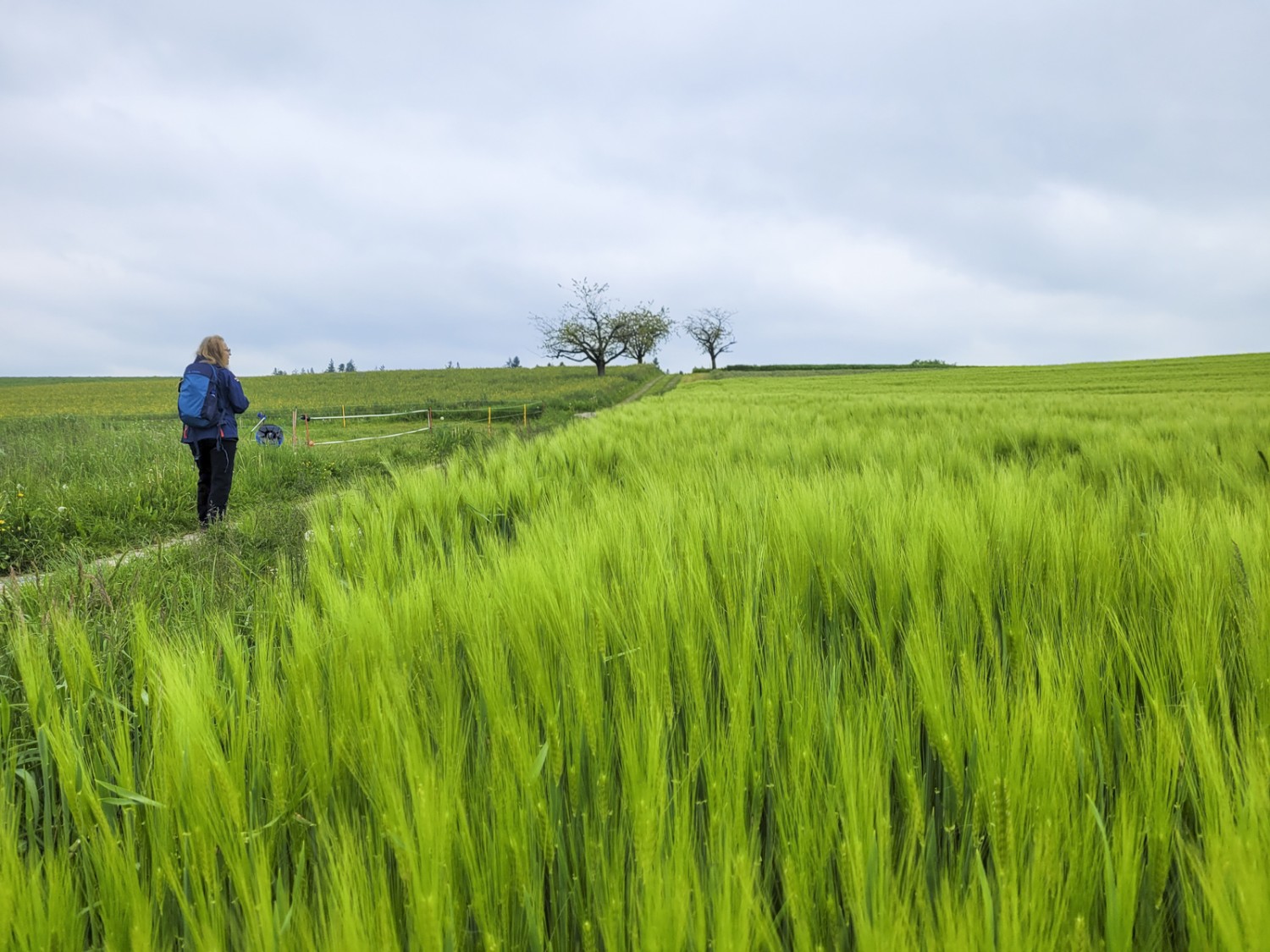 Agréable parcours longeant des champs et des prairies en fleurs au-delà de Gondiswil. Photo: Yolanda Loosli