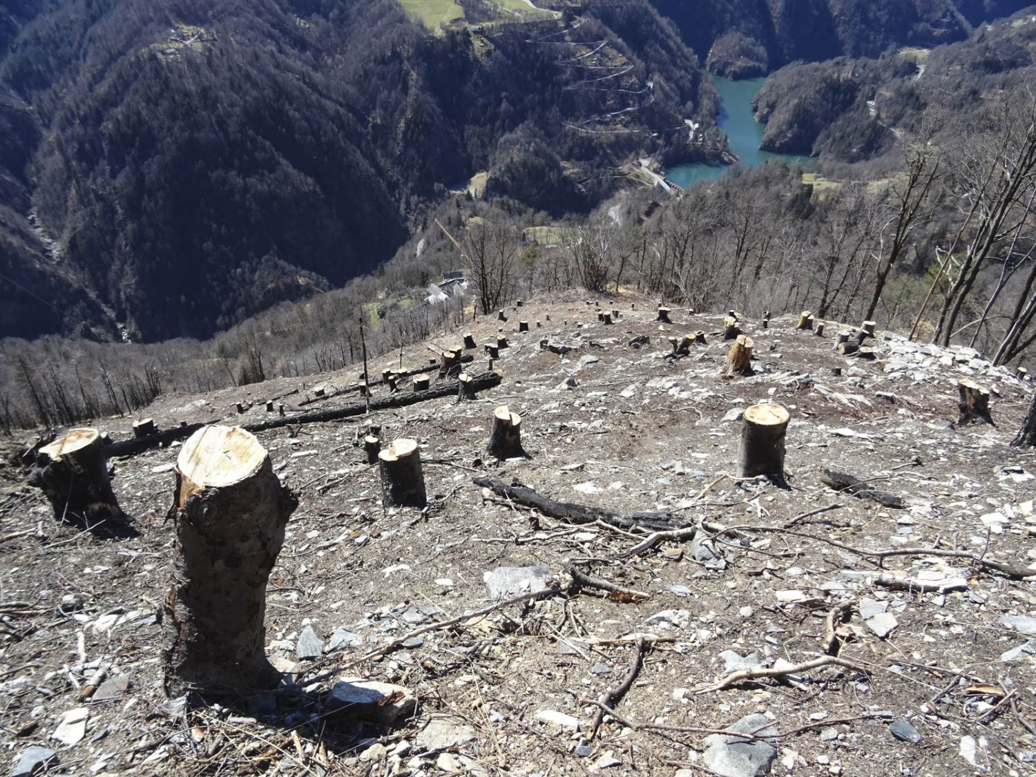 Senza alberi aumenta il pericolo di caduta massi.