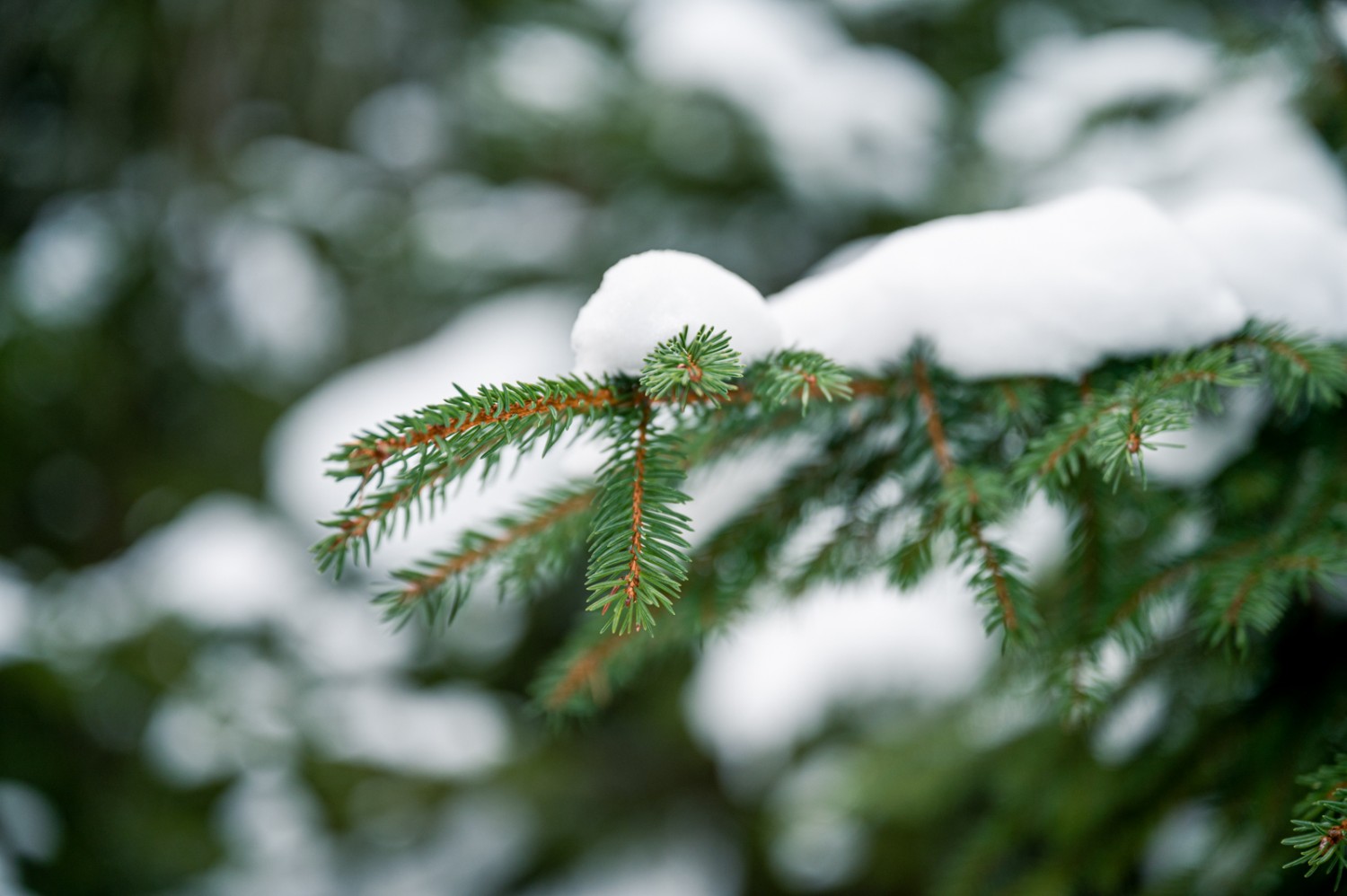 Je nach Zeitpunkt, befindet sich mehr oder weniger Schnee auf den Bäumen. Bild: Jon Guler
