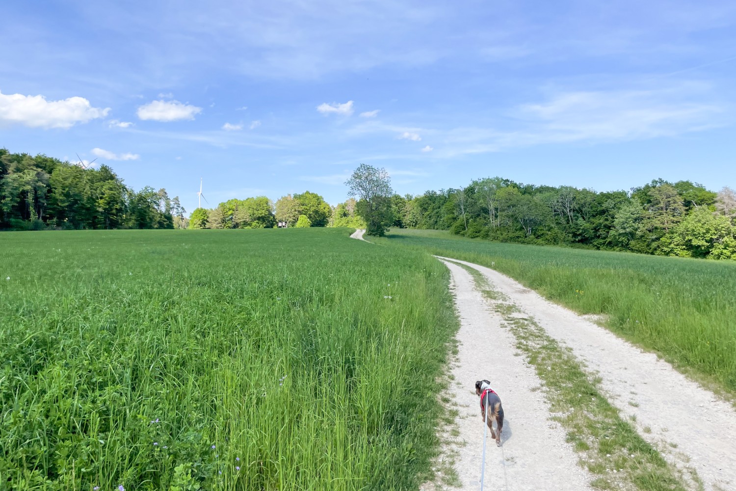 Un moment de pure détente: la randonnée serpente à travers champs, forêts et prairies. Photo: Vera In-Albon