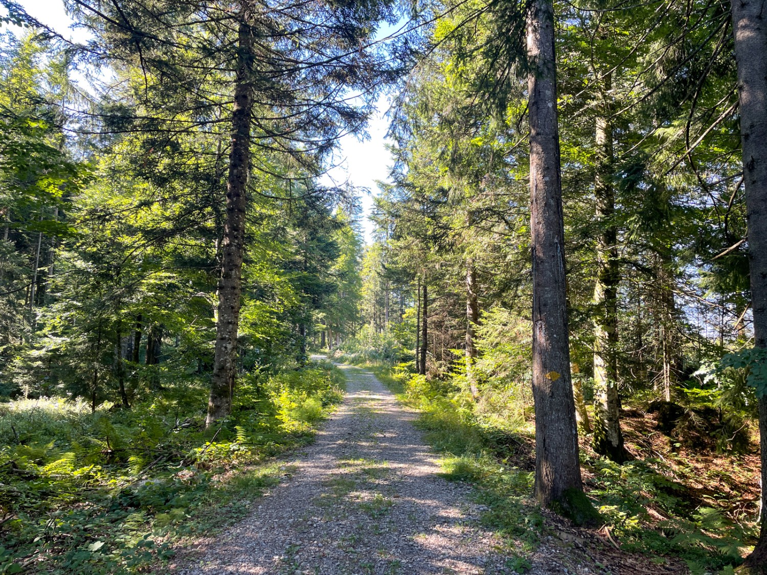 Durch den Bruggerenwald geht es in Richtung Hochalp. Bild: Claudia Peter