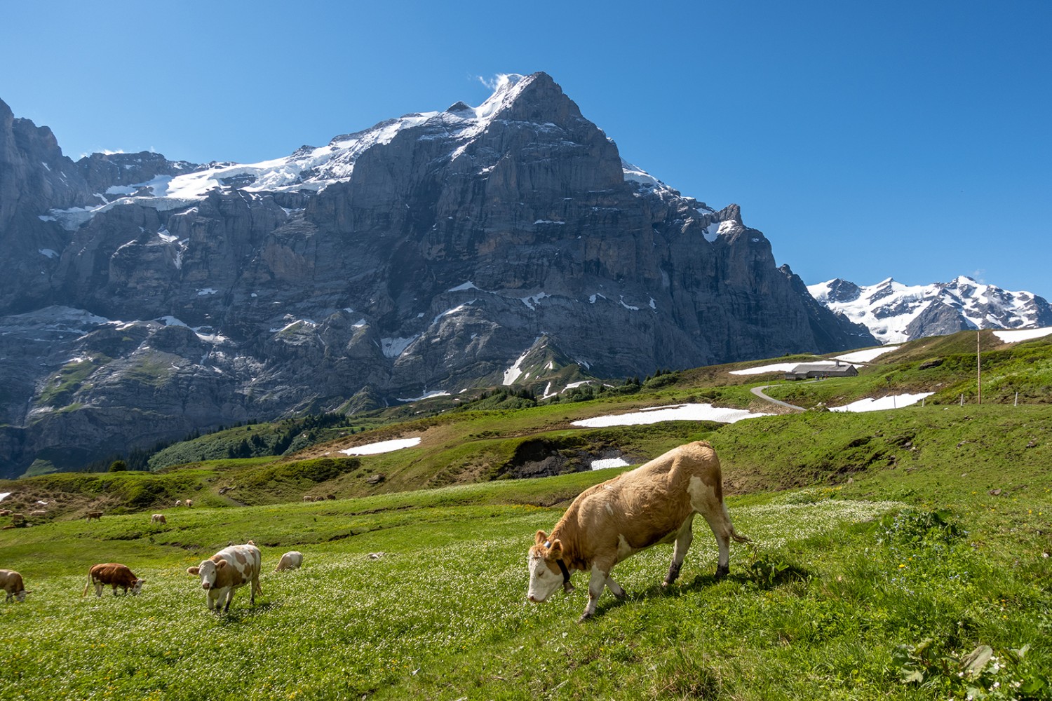 Bei der Alp Scheidegg Oberläger, mit Blick zum Wetterhorn.