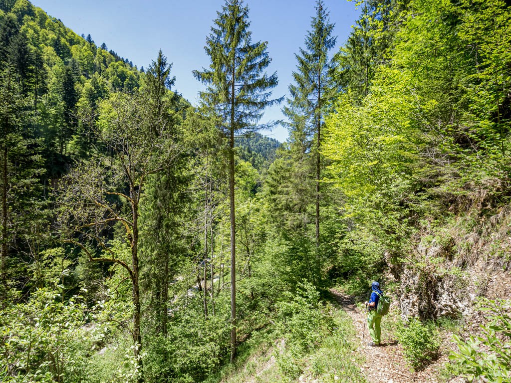 Vom Dägelschberg durch Schutzwald der Tössscheidi entgegen.