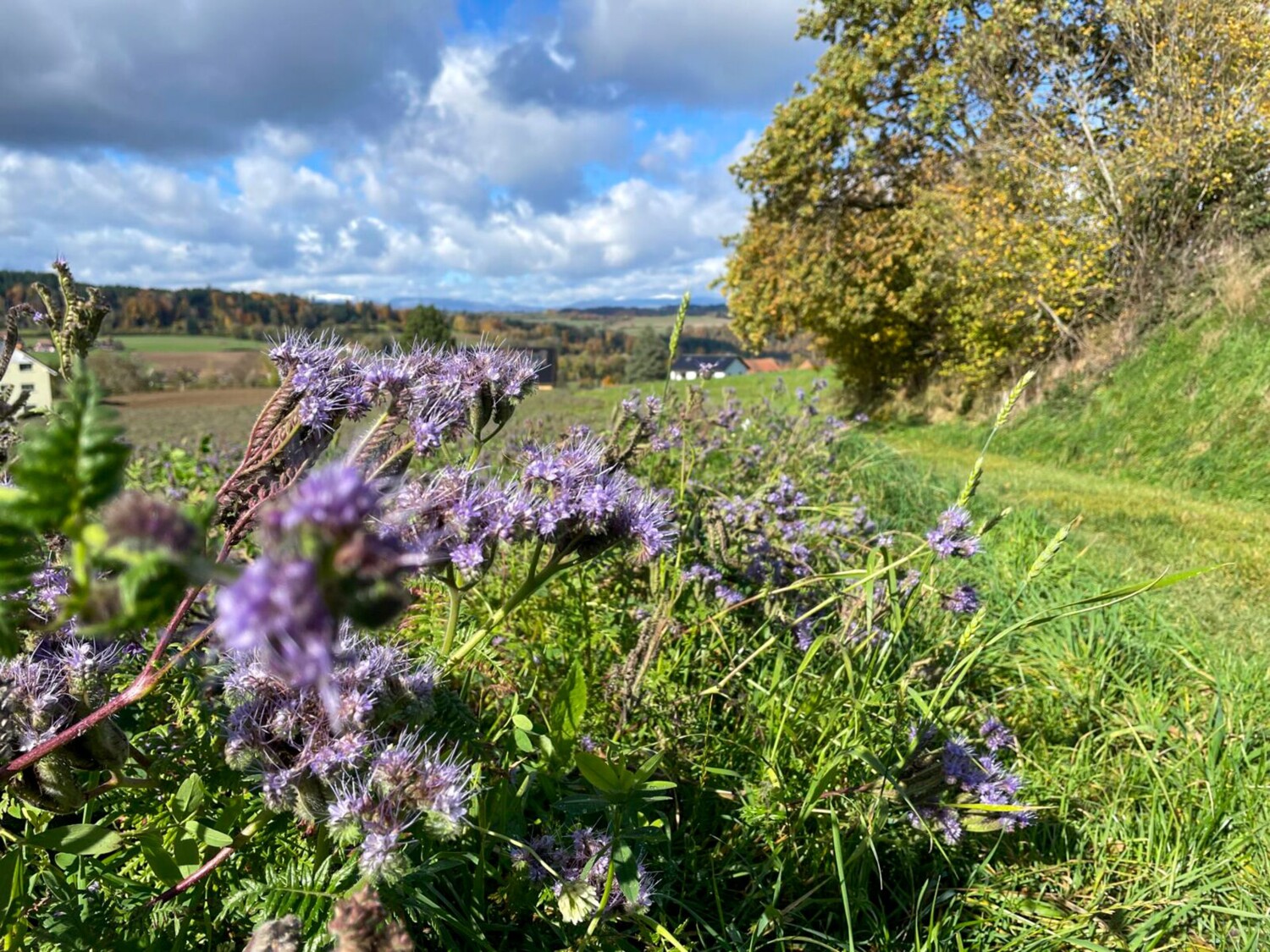 Herbstliche Farben nach Vuillens.