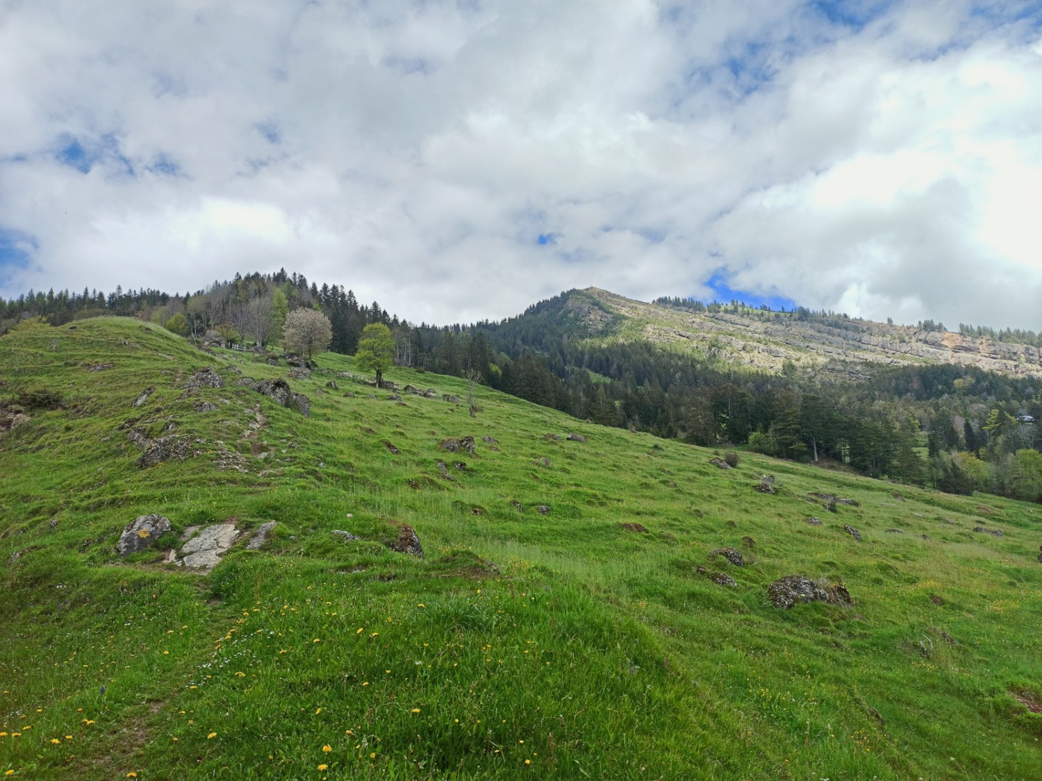 An der höchsten Stelle der Wanderung ist der Blick frei zum Gnipen und zur Abrisskante des Bergsturzes. Bild: Michael Dubach