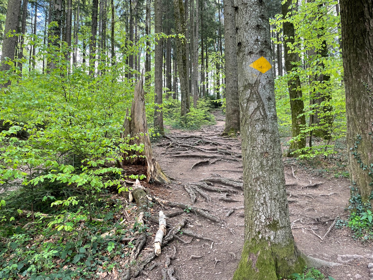 Romantischer Wanderweg zwischen den Bäumen. Wer nicht gern über Wurzeln wandert, hält sich links. Bild: Vera In-Albon