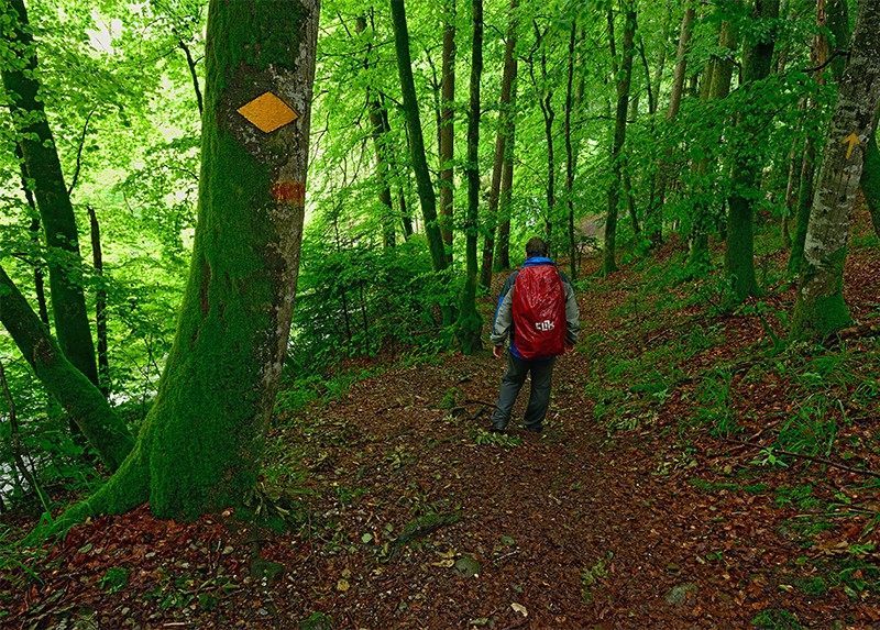 In caso di pioggia la foresta primaverile protegge l'escursionista. Foto: natur-welten.ch