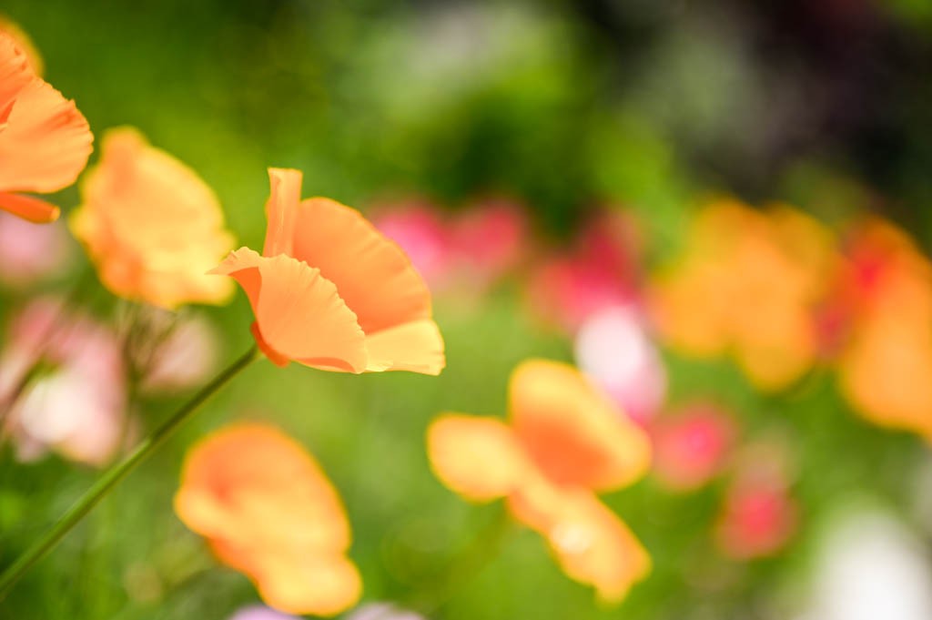 Oranger Mohn am Wegrand, kurz nach Quinten. Bild: Jon Guler