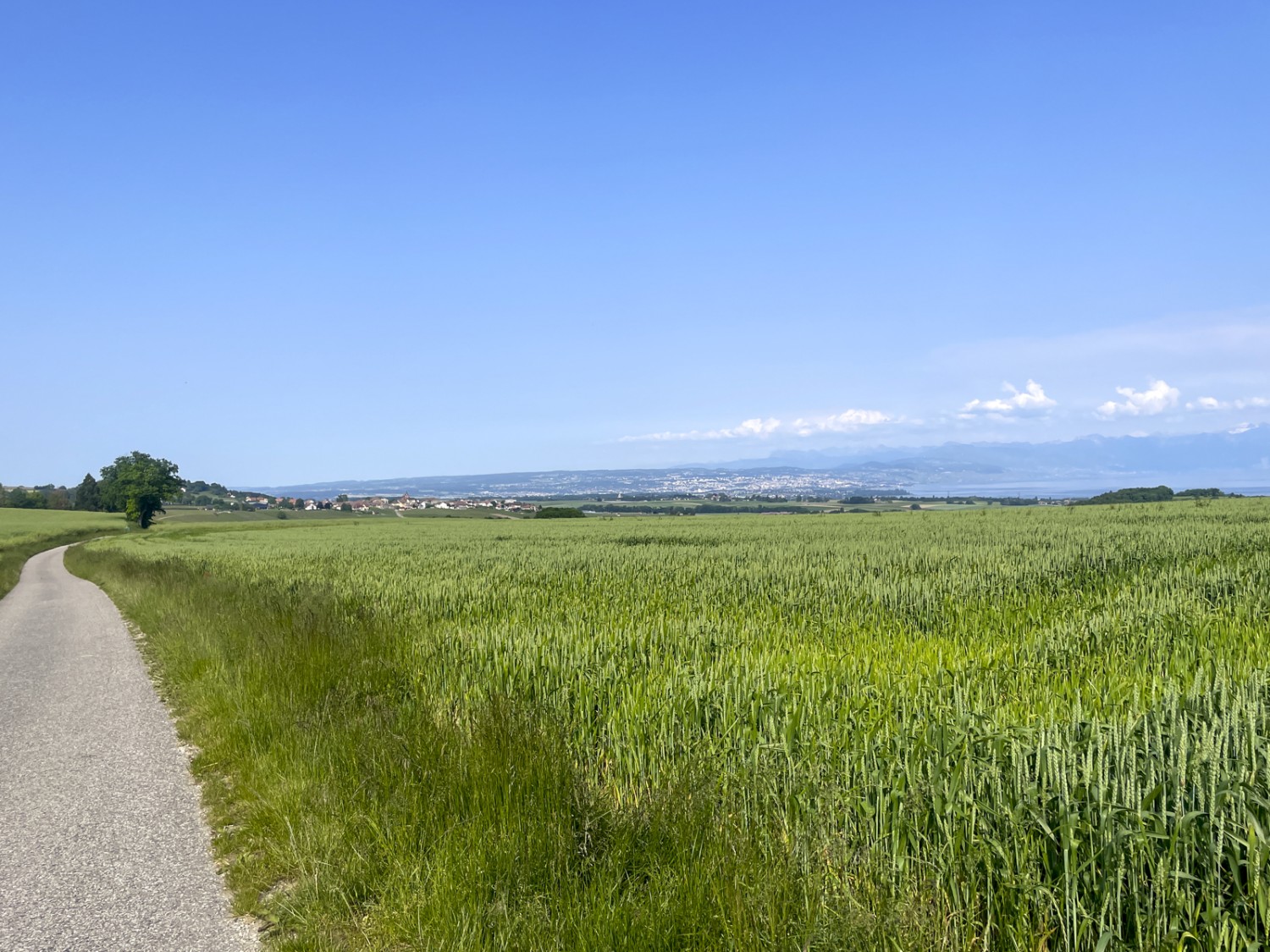 Der zweite Teil der Wanderung verläuft mehrheitlich auf Hartbelag entlang von landwirtschaftlich genutzten Feldern. Bild: Vera In-Albon