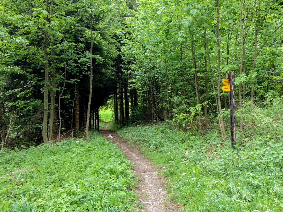 Immer wieder führt der Weg auch durch den schattigen Wald.