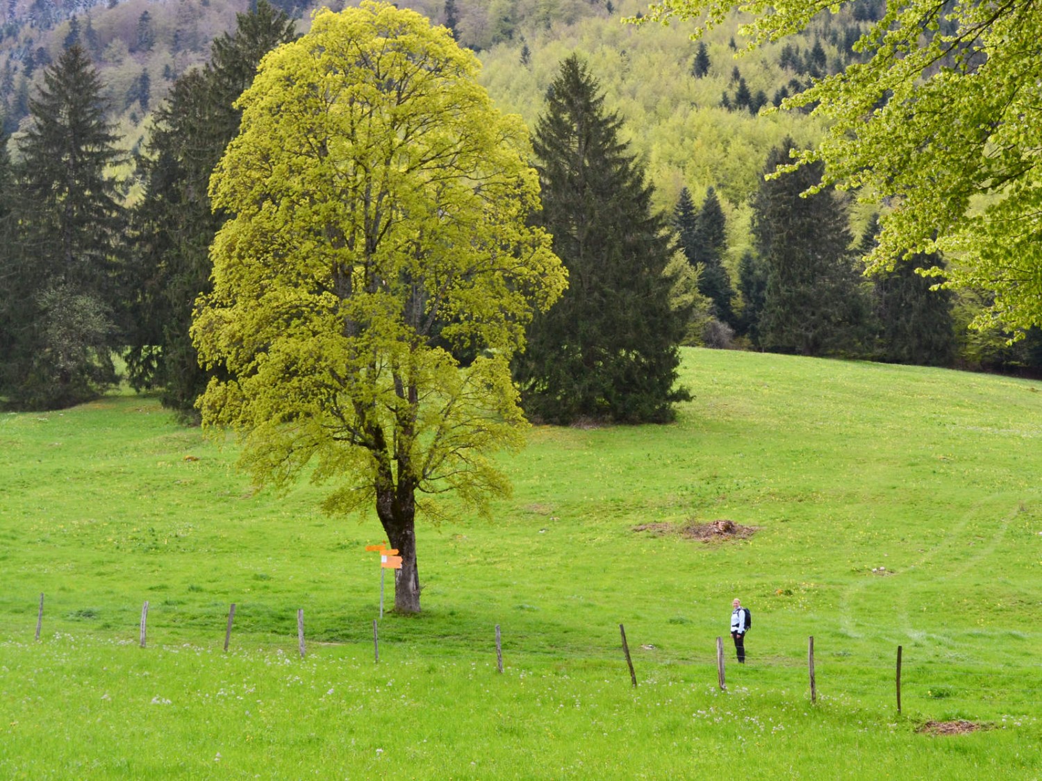 Grün in allen Farbtönen.  Foto: Sabine Joss