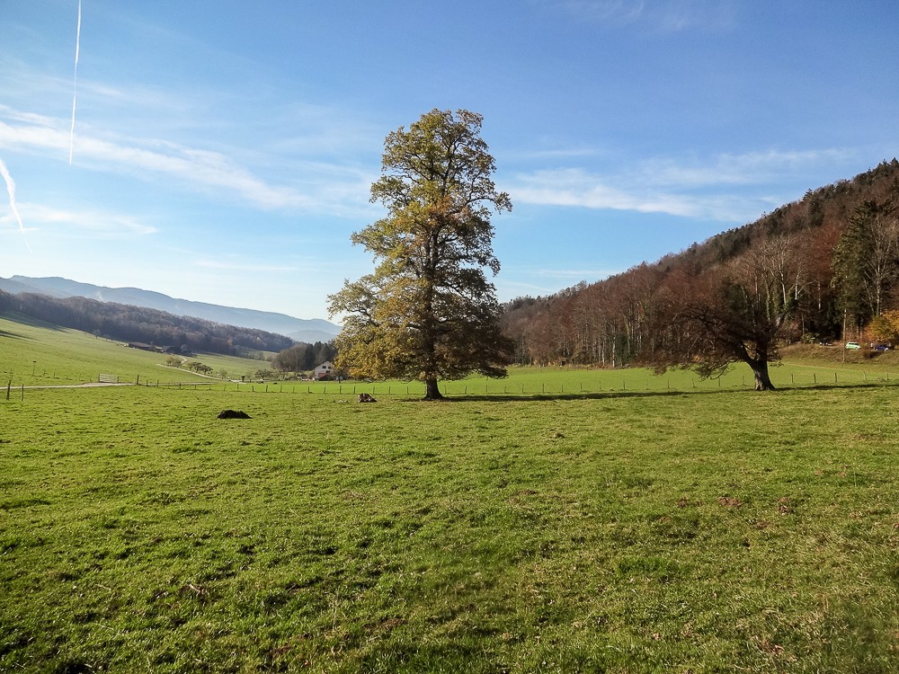 Kurz nach Courchapoix kommt Jura-Atmosphäre auf. Foto: Miroslaw Halaba