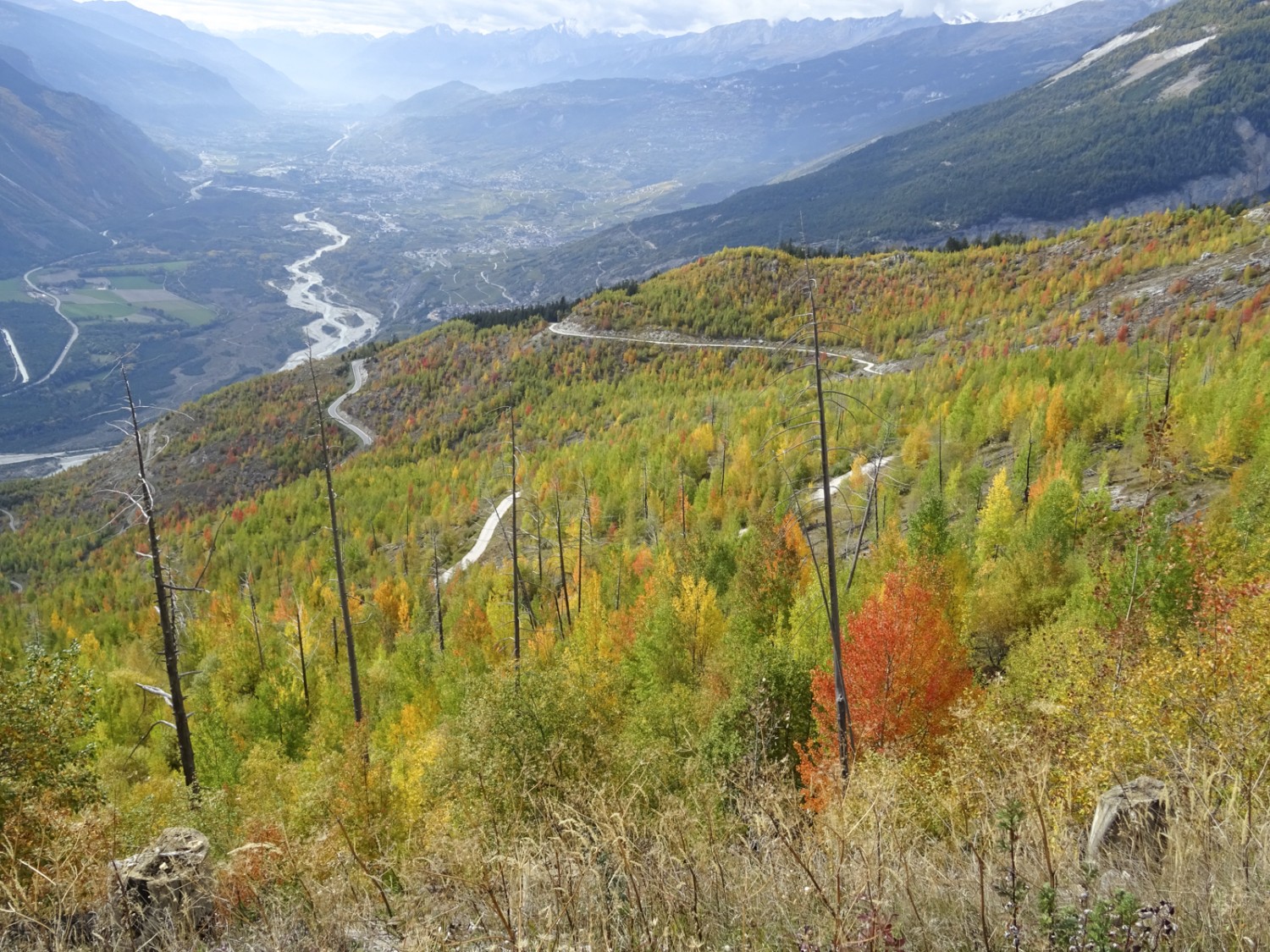 Même 20 ans plus tard, les troncs des arbres brûlés dépassent encore les jeunes arbres qui repoussent. Photo: Sabine Joss