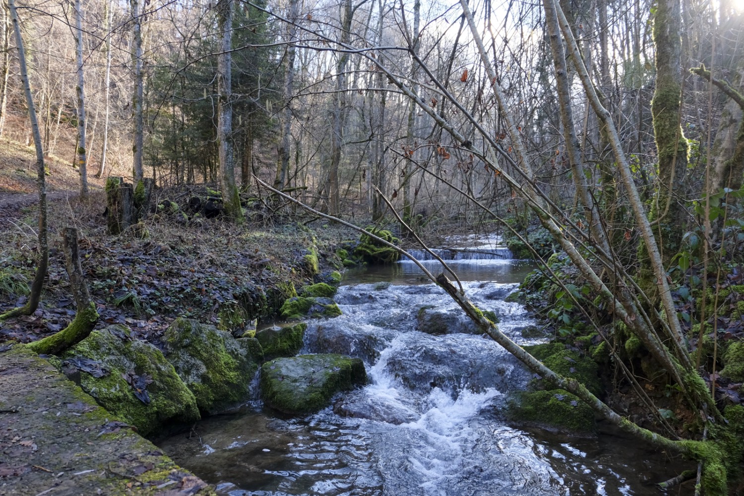 La jeune rivière Ergolz dans la réserve naturelle de Tal. Photo: Elsbeth Flüeler