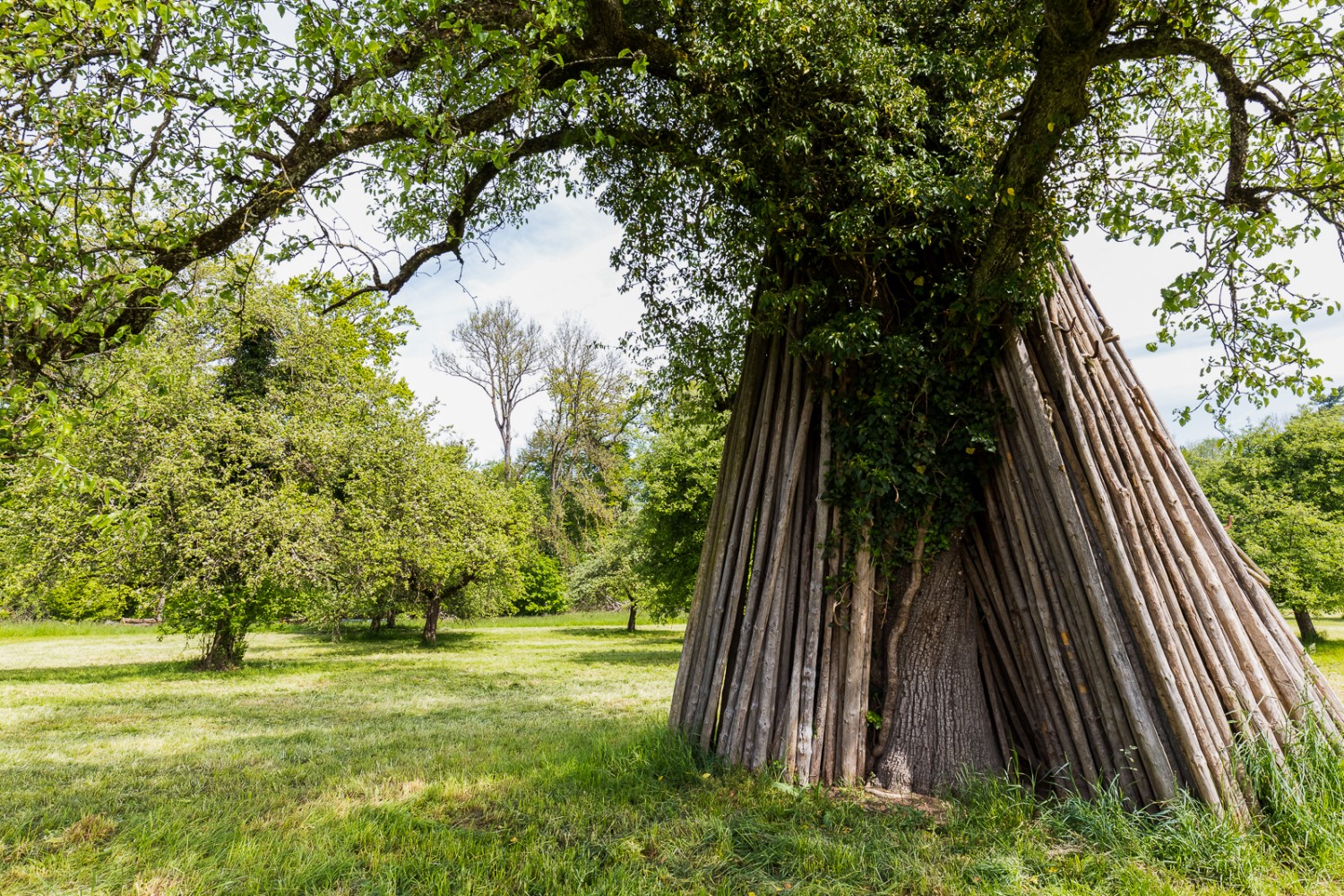 In autunno alcuni rami degli alberi da frutto devono essere sostenuti da puntelli di legno, che in primavera sono ancora disposti intorno al tronco.