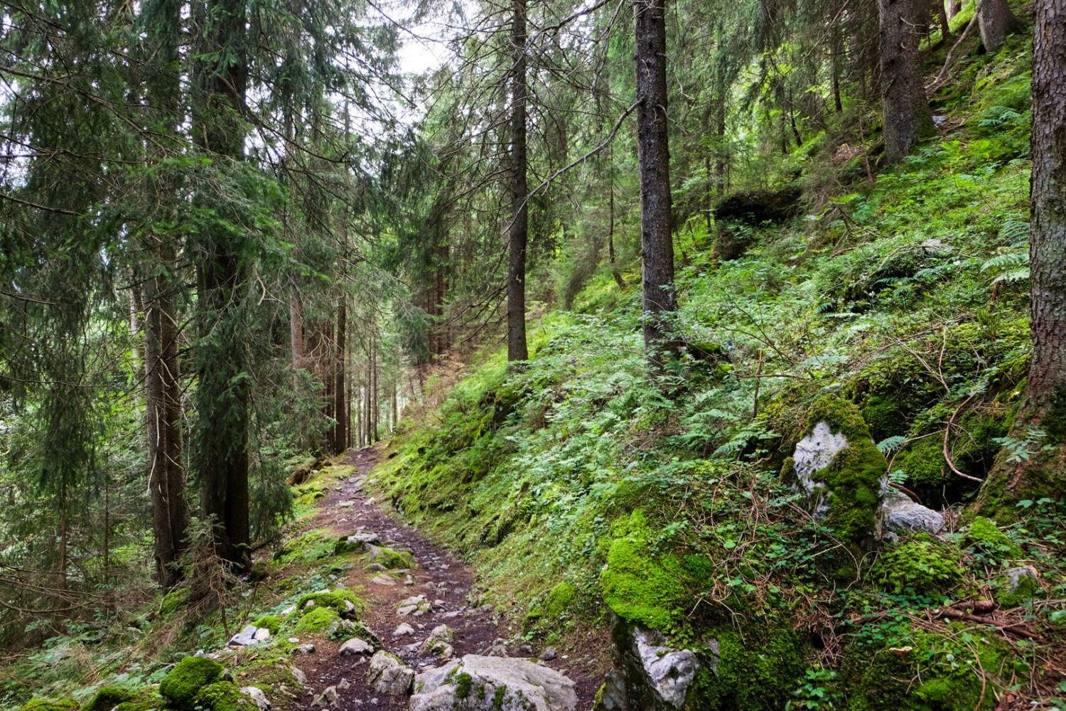 Von der Alp Zingel führt der Weg durch Wald der Alp Arni entgegen.