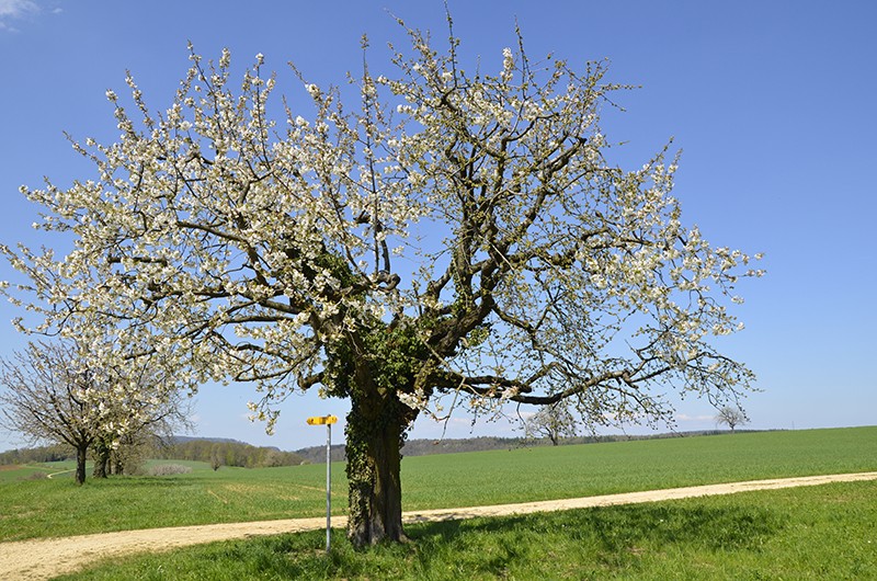 Die Kirschblüte erfreut den Wanderer im Frühling. Bilder: Dres Balmer