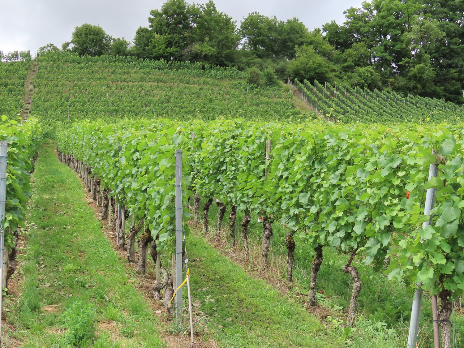 Es geht durch Weinberge, so weit das Auge reicht. Bild: Heinz Trachsler