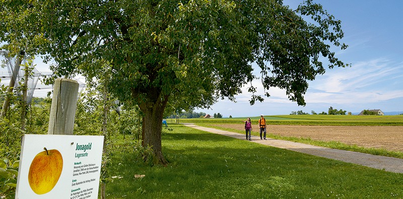 Le long du chemin didactique des fruits, près d’Altnau.