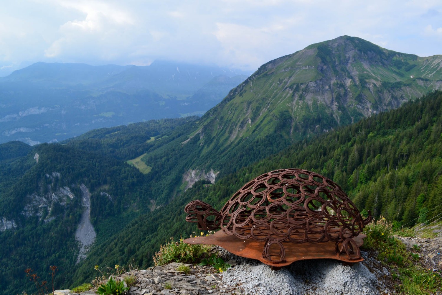 Hufeisen-Schildkröte auf dem Turren. Bild: Sabine Joss