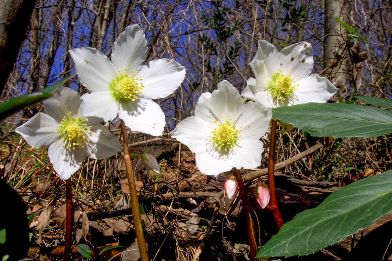 Il Monte Caslano è uno dei pochi luoghi in Svizzera in cui crescono le rose di Natale selvatiche.