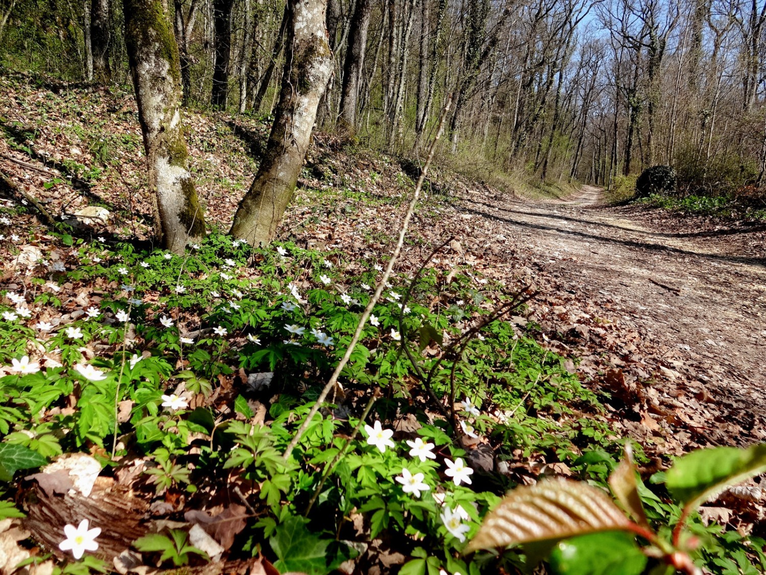 Am Anfang der Wanderung schlängelt sich der Weg sanft durch den Wald.