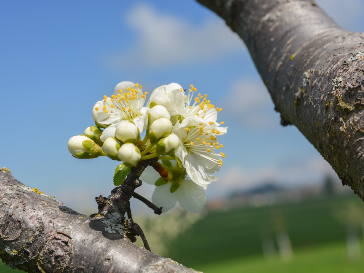 Junge Kirschenbäume in voller Blütenpracht. Bild: Werner Nef