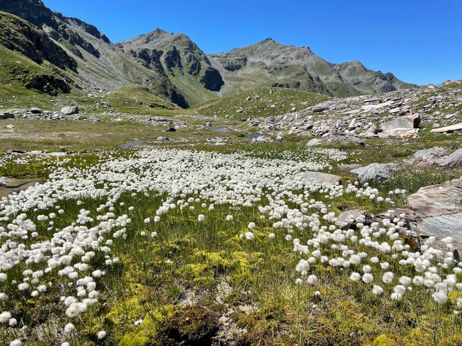 Auf dem Obers Fulmoos lässt es sich prächtig faulenzen. Bild: Rémy Kappeler