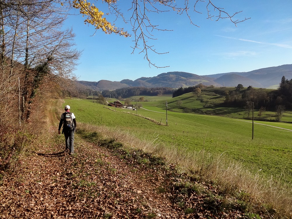 Bei sonnigem Wetter ist die Wanderung entlang der Lichtung äusserst angenehm. Foto: Miroslaw Halaba